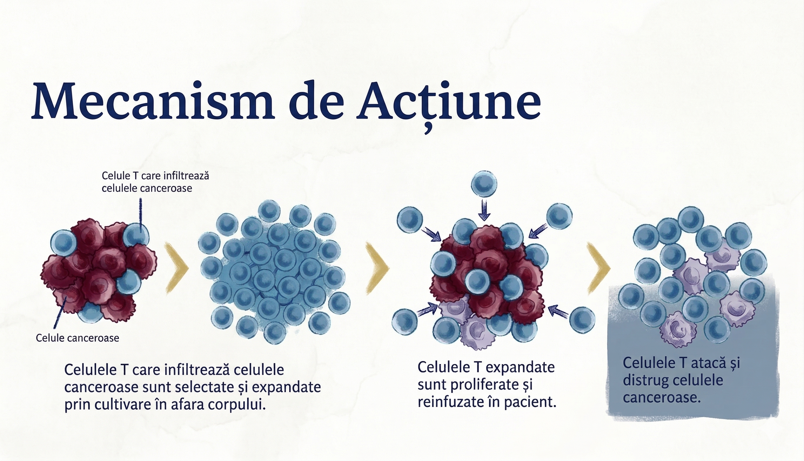 Mechanism of Action — Mecanismul de Acțiune TIL